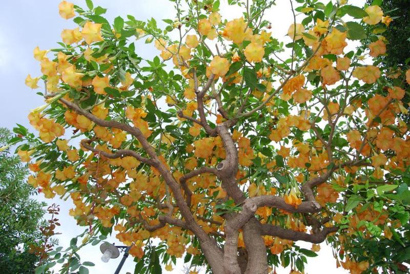 בית מלון כפרי Villa Angela