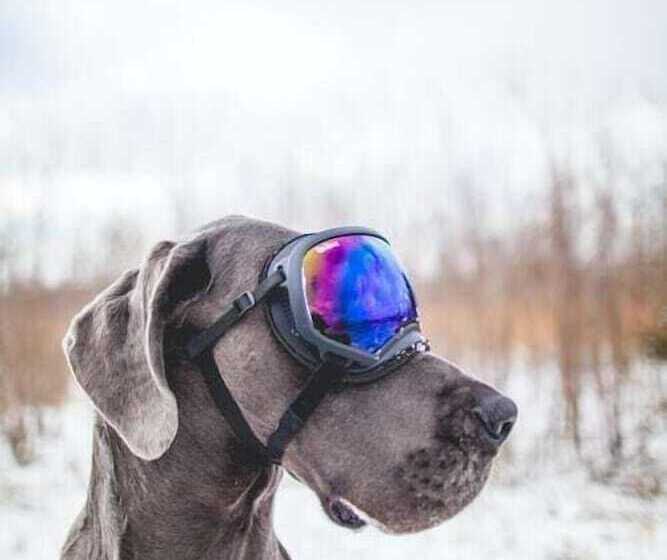 ユースホステル Auberge Villa Bellerive