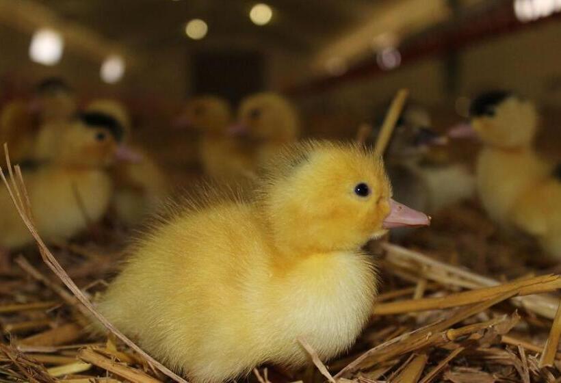 B&b La Ferme De La Patte D'oie