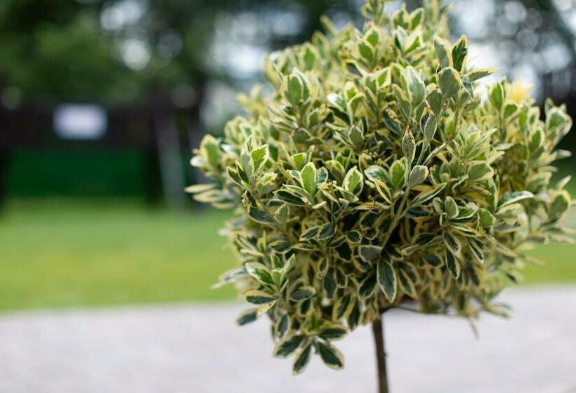 住宿加早餐  Fehér Sas Panzió