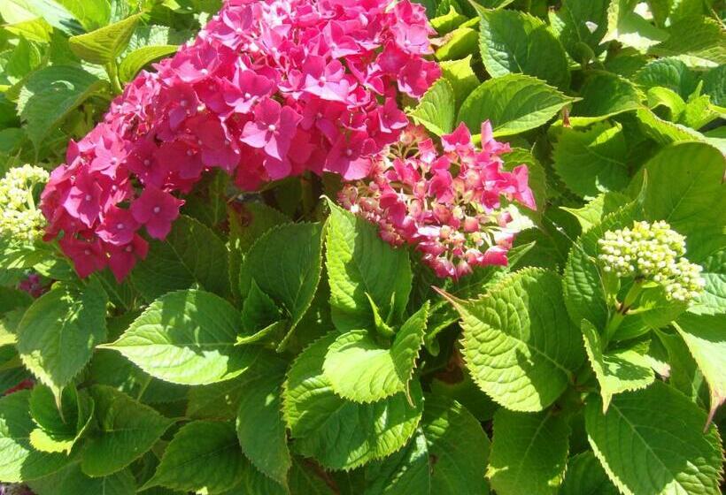 住宿加早餐 La Maison Claire