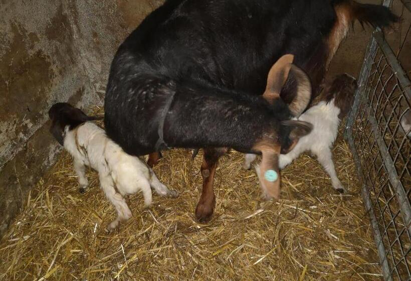 ベッドアンドブレックファースト Stybeck Farm