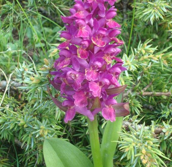 Bed & Breakfast Barba Bertu