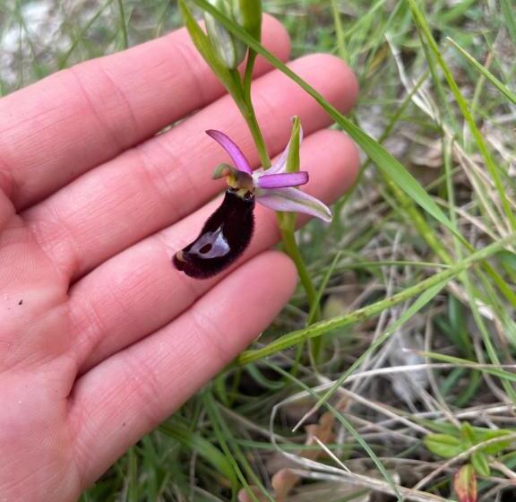 فندق Agriturismo Le Castellare