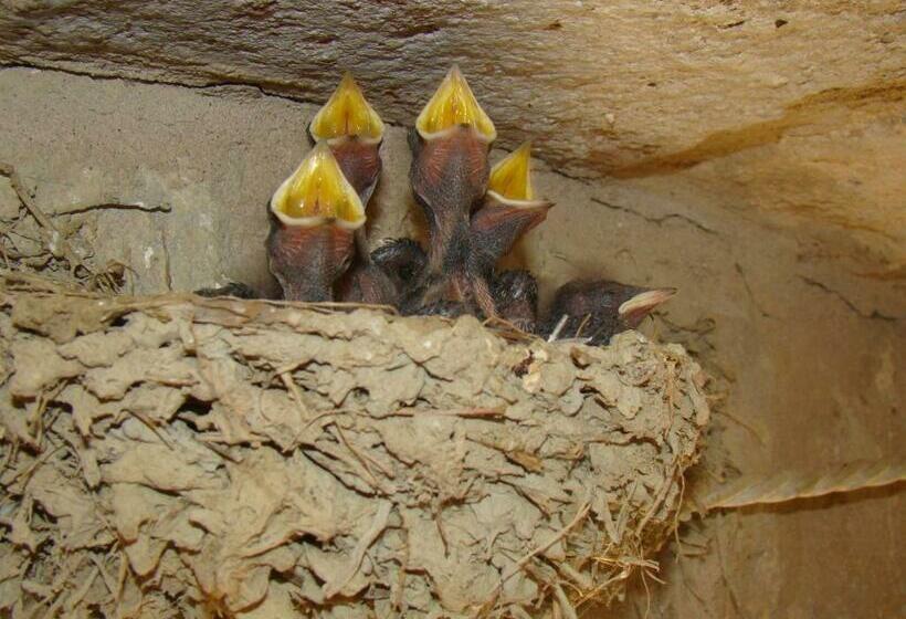 فندق Agriturismo Vecchio Gelso