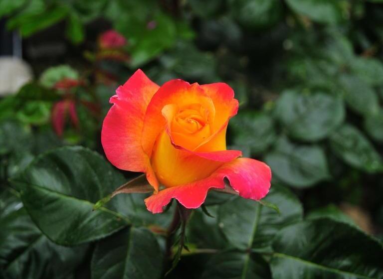 בית מלון כפרי Le Rose