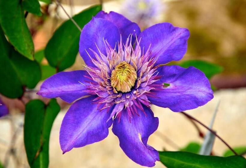 בית מלון כפרי Le Rose