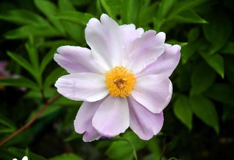 בית מלון כפרי Le Rose