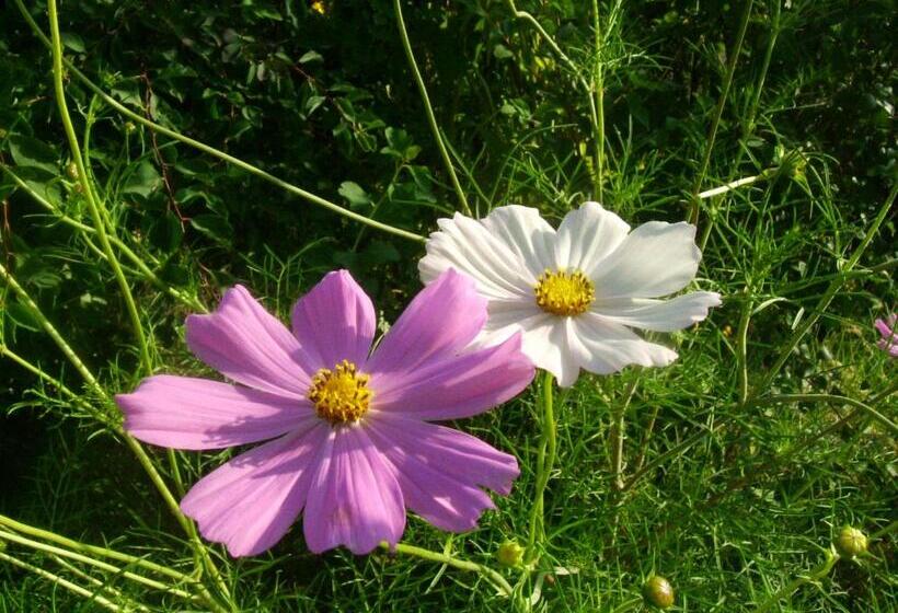 בית מלון כפרי Zenit Satovcha