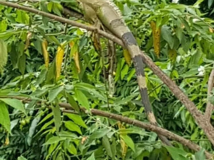 Общежитие Paraso Inn