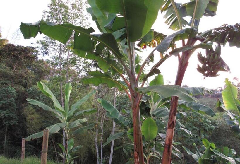 Coffee Tree Boutique Hostel