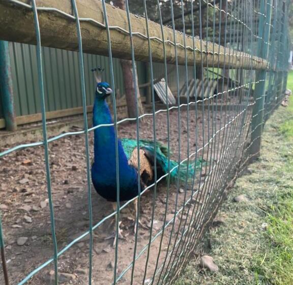 پانسیون Sadyba Lesivykh