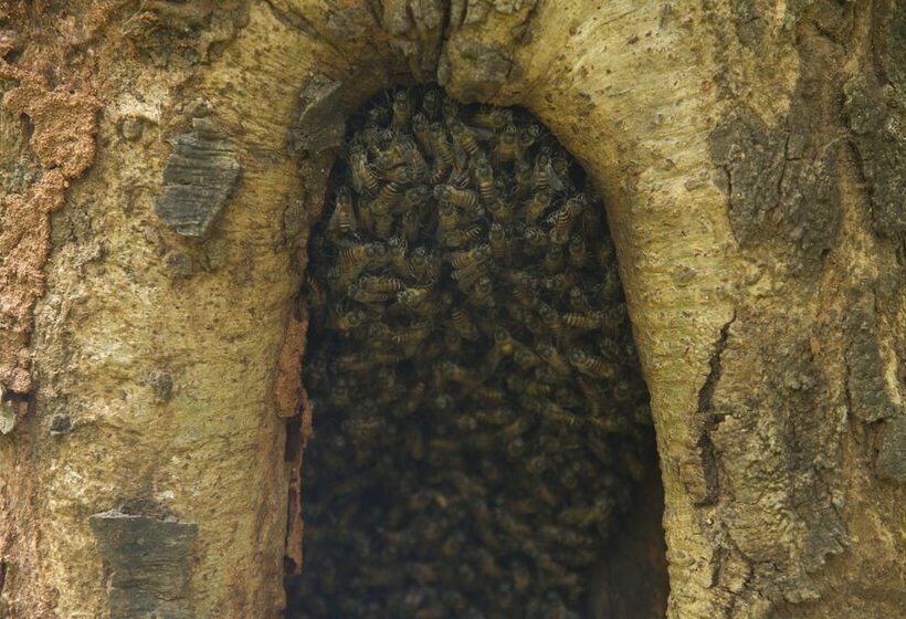 בית מלון כפרי Explorer By Eco Team Dambana