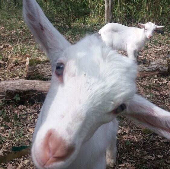 بنسيون Le Merey   Chambre D Hotes