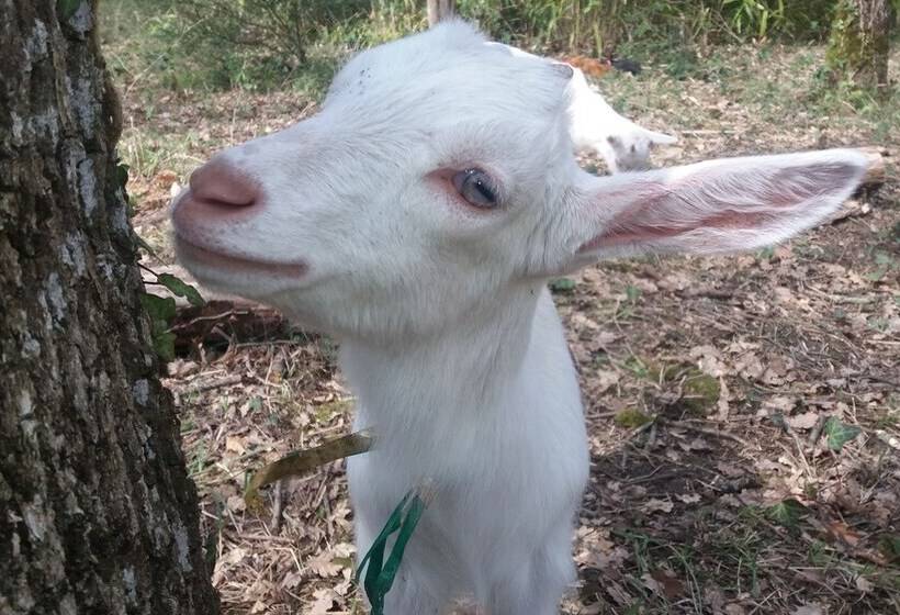 بنسيون Le Merey   Chambre D Hotes