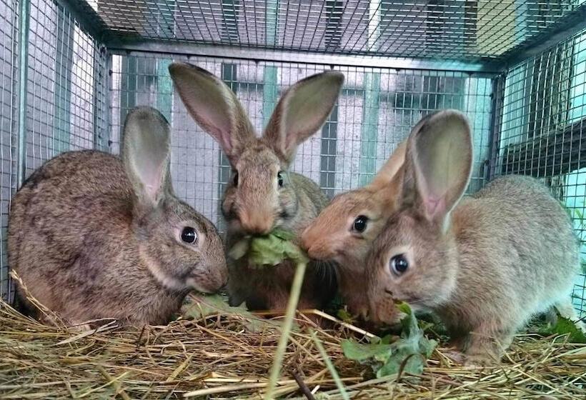 مبيت وإفطار Agriturismo Fattoria Ortoalpino