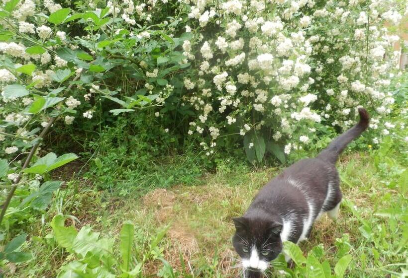 ベッドアンドブレックファースト Le Moulin Des Marionnettes