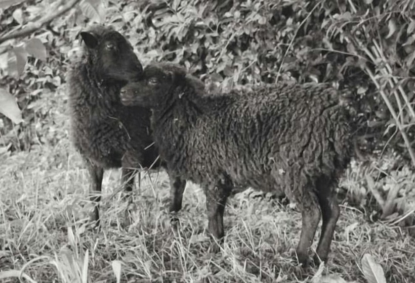 민박 Mont Voyageur