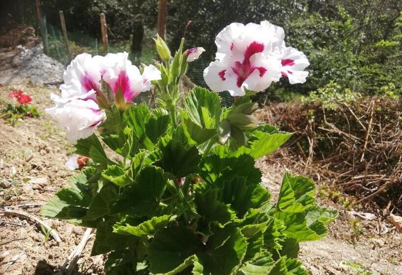 פונדק Le Petit Chateau