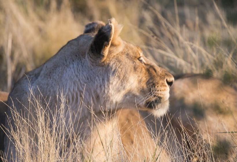 Отель Aha Thakadu River Camp