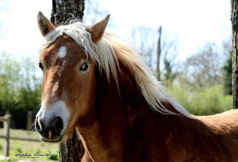 בית מלון כפרי Auberge Du Tranchoir
