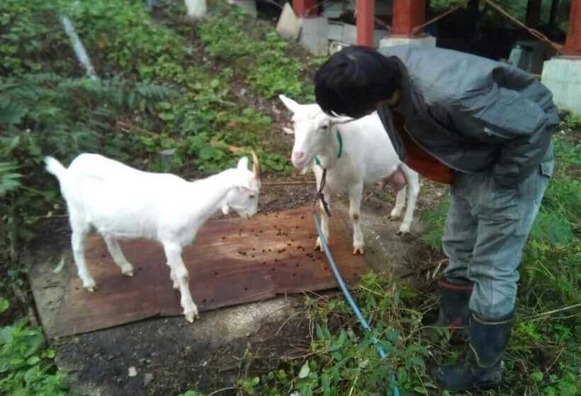 호텔 Dancinghouse Chikichiki Banban