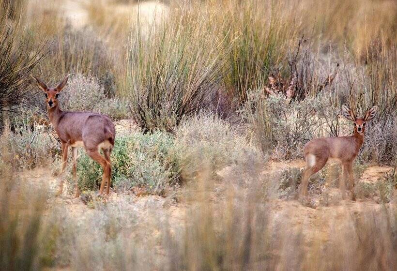 בית מלון כפרי Inverdoorn Game Reserve Lodge