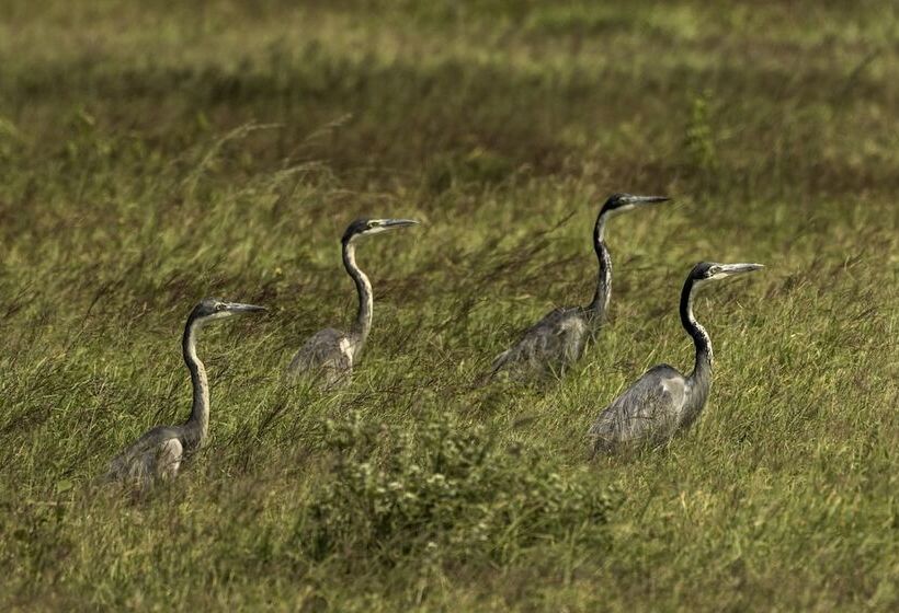 ホテル Shu'mata Camp