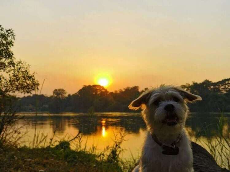 Отель The Antique Riverside Resort