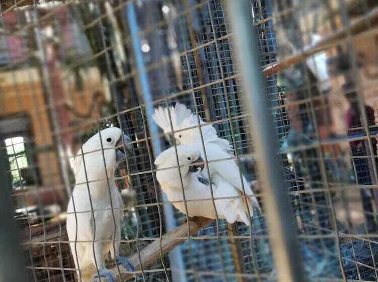 בית מלון כפרי White Peacocks And Birds Resort