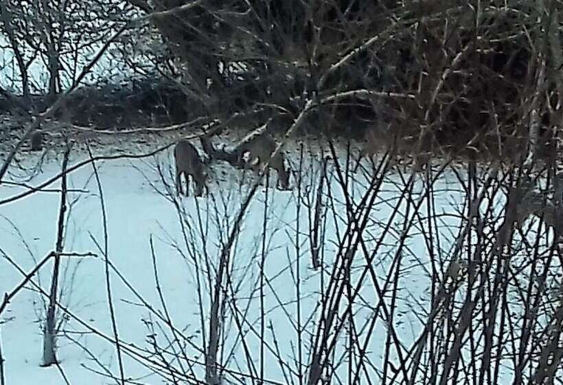 פנסיון Domaine Pastel