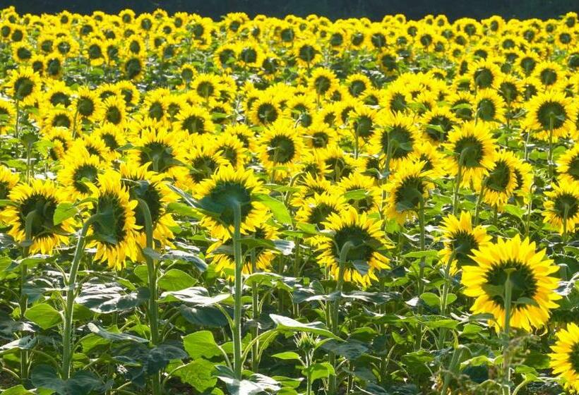 膳宿费 Chambre D Hôtes Fantesstique