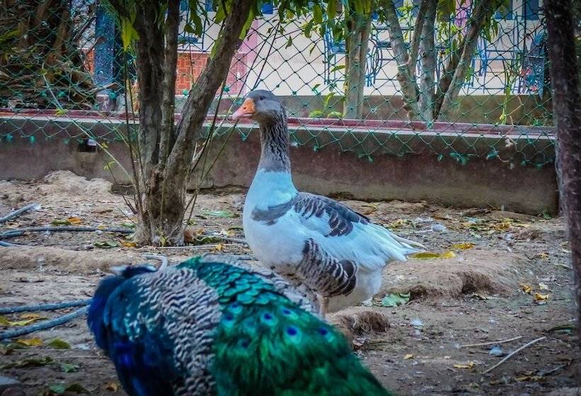 پانسیون Oasis Dar Ouanou