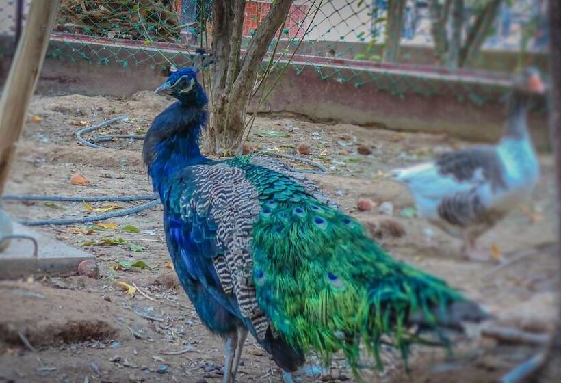 پانسیون Oasis Dar Ouanou