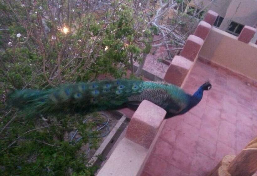 پانسیون Oasis Dar Ouanou