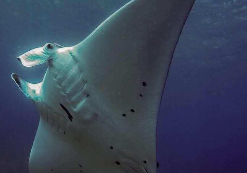 פנסיון Tanah Penida Bungalows