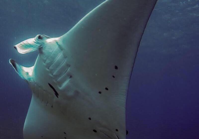 פנסיון Tanah Penida Bungalows