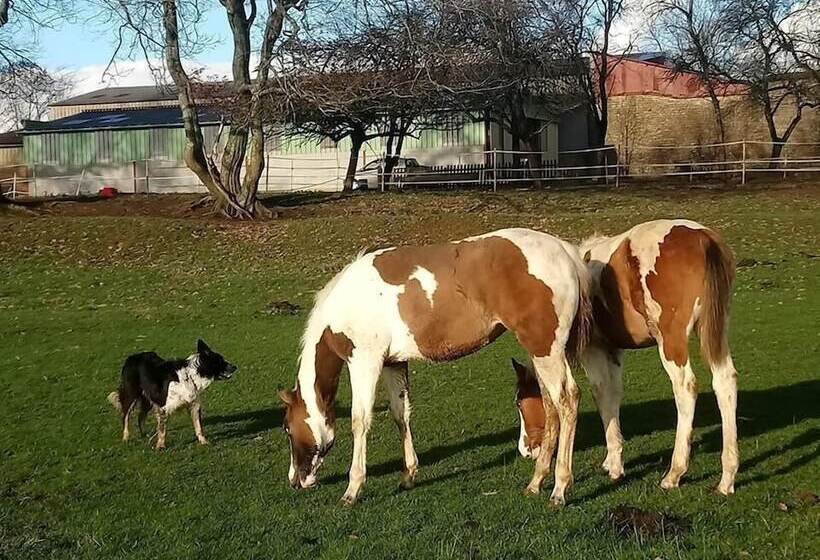 مبيت وإفطار Jad Ranch