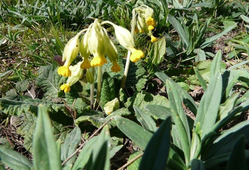 צימר Le Parc Des Aubiers