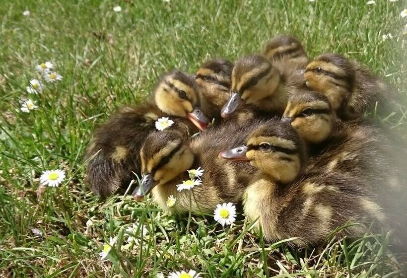 צימר Le Parc Des Aubiers