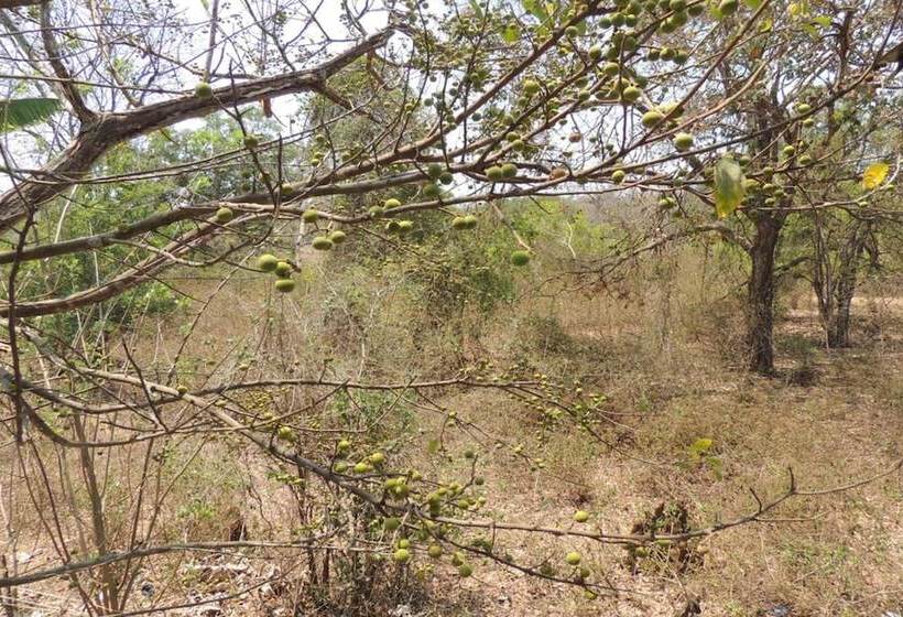 Dandeli Mysa Rc   Hostel