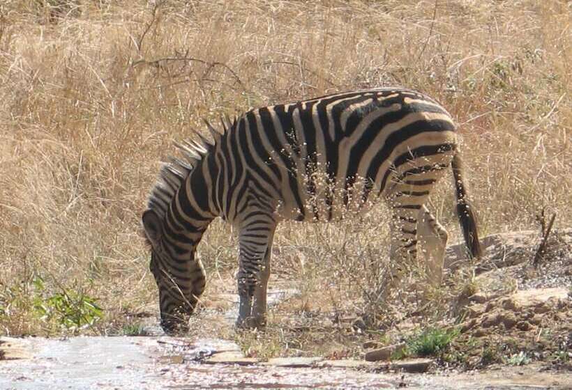 호텔 Modikgweng Lodge
