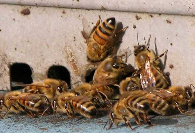 בית מלון כפרי Agriturismo L'arbo