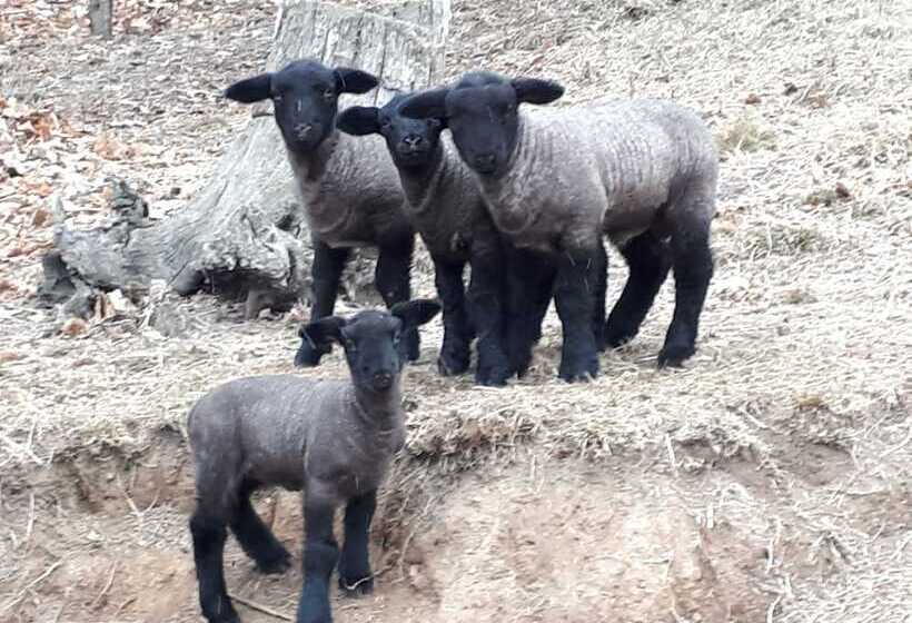 בית מלון כפרי Agriturismo L'arbo