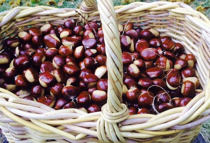 בית מלון כפרי Agriturismo L'arbo