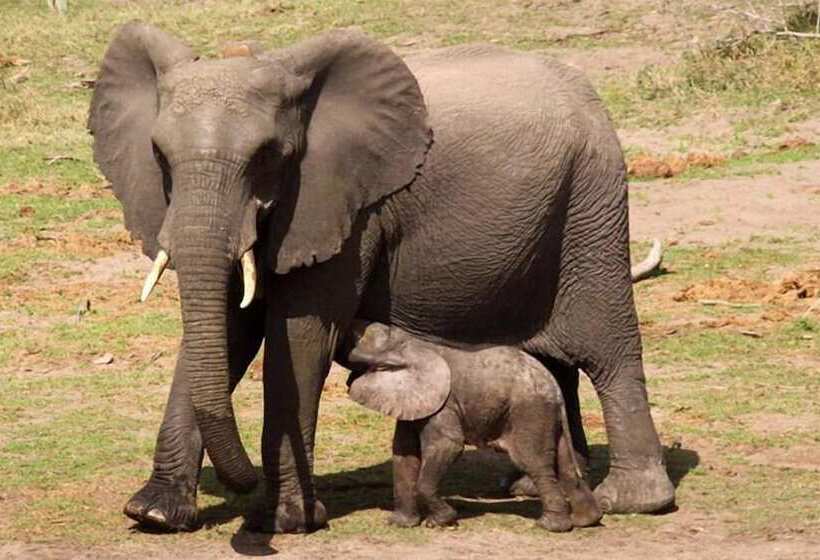 בית מלון כפרי Tembe Elephant Park Lodge