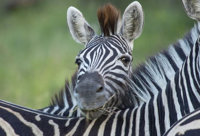 בית מלון כפרי Tembe Elephant Park Lodge