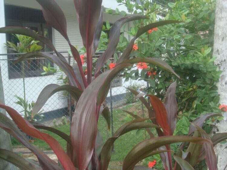 פנסיון Iquest Colombo