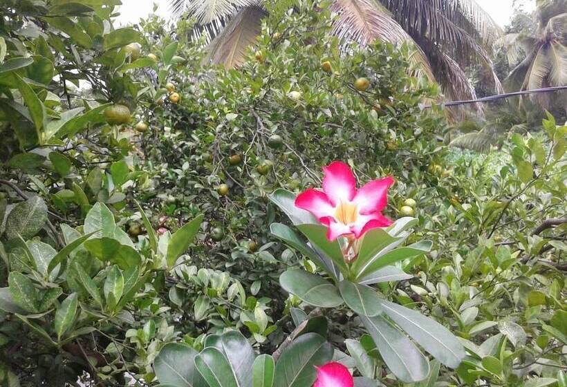 פנסיון Iquest Colombo