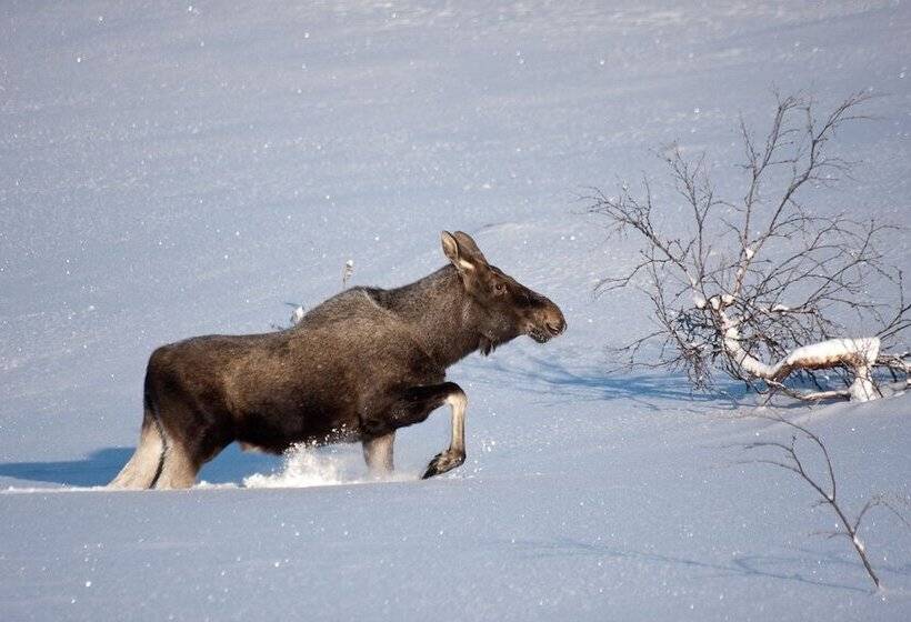 膳宿费 Klimpfjällsgården Hotel & Restaurant